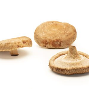 Shiitake