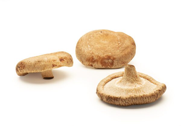 Shiitake